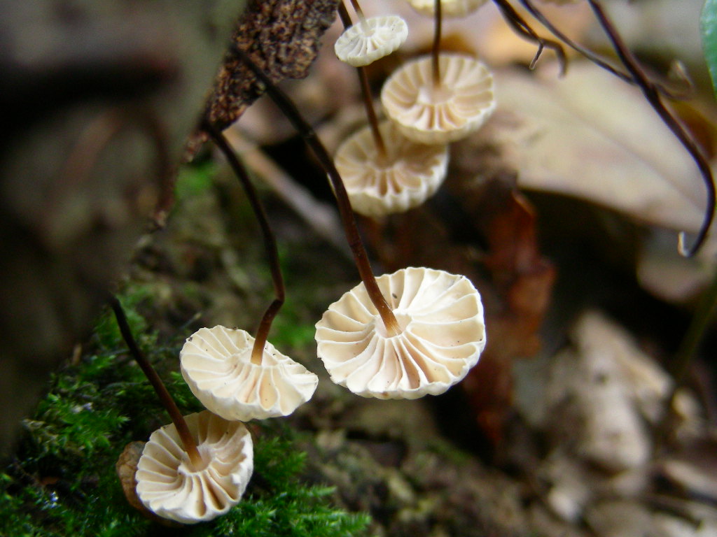 Piccoli funghi ombrelliformi